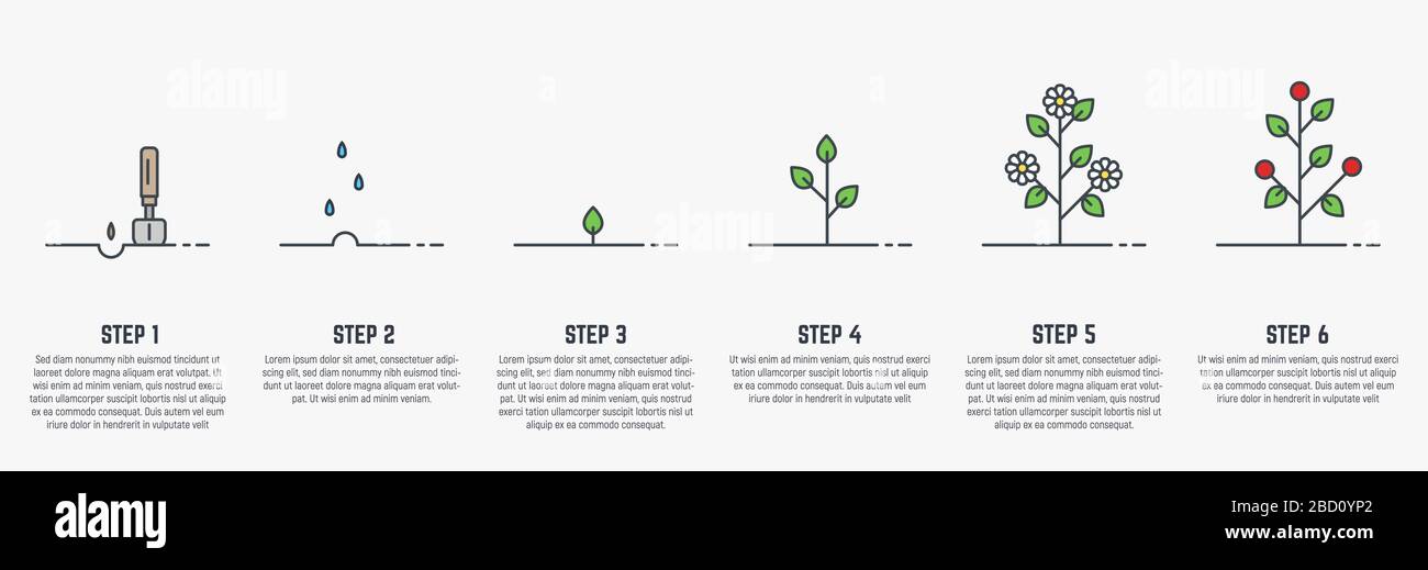 Fasi della crescita della pianta Illustrazione Vettoriale