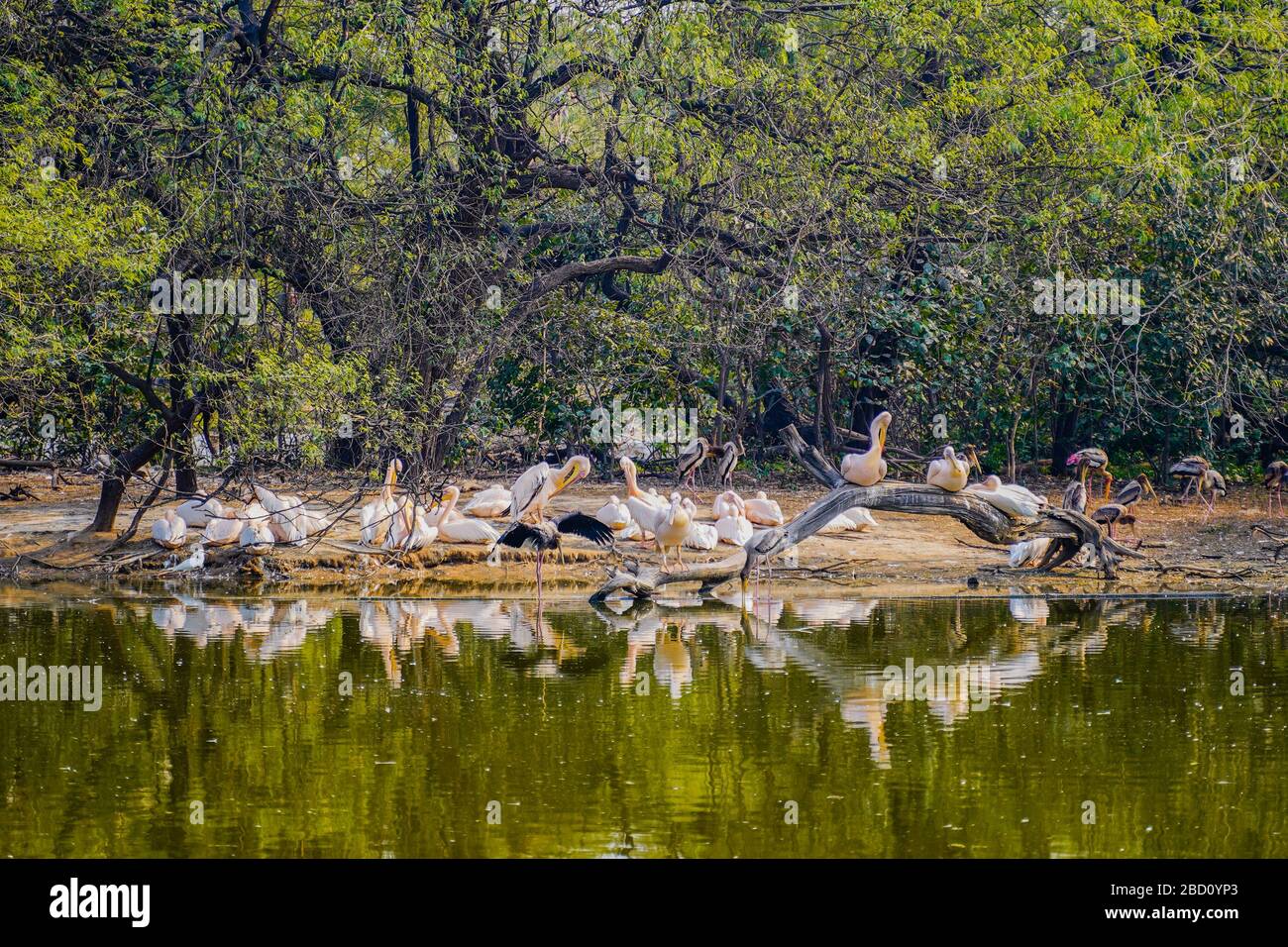 Il Parco Zoologico Nazionale è uno zoo di 176 ettari a Nuova Delhi, India. Una cittadella del XVI secolo, un'isola verde e una collezione di animali Foto Stock