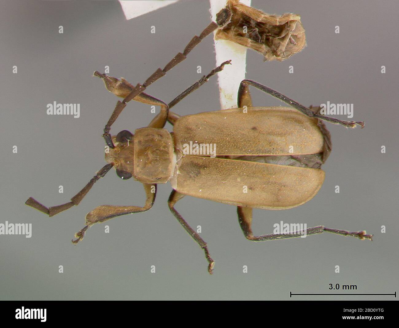 Platymorpha omoia. Etichetta: Prelievo F Knab / dissezioni su punto e capelli 2 Mar 20171 Platymorfa homoia Foto Stock
