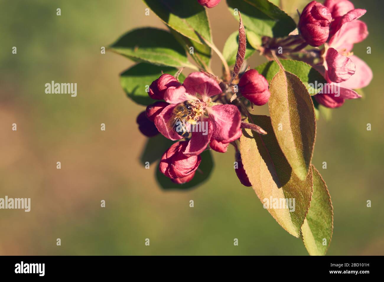 Primo piano di api volanti su un fiore. Arancione e Teal Foto Stock