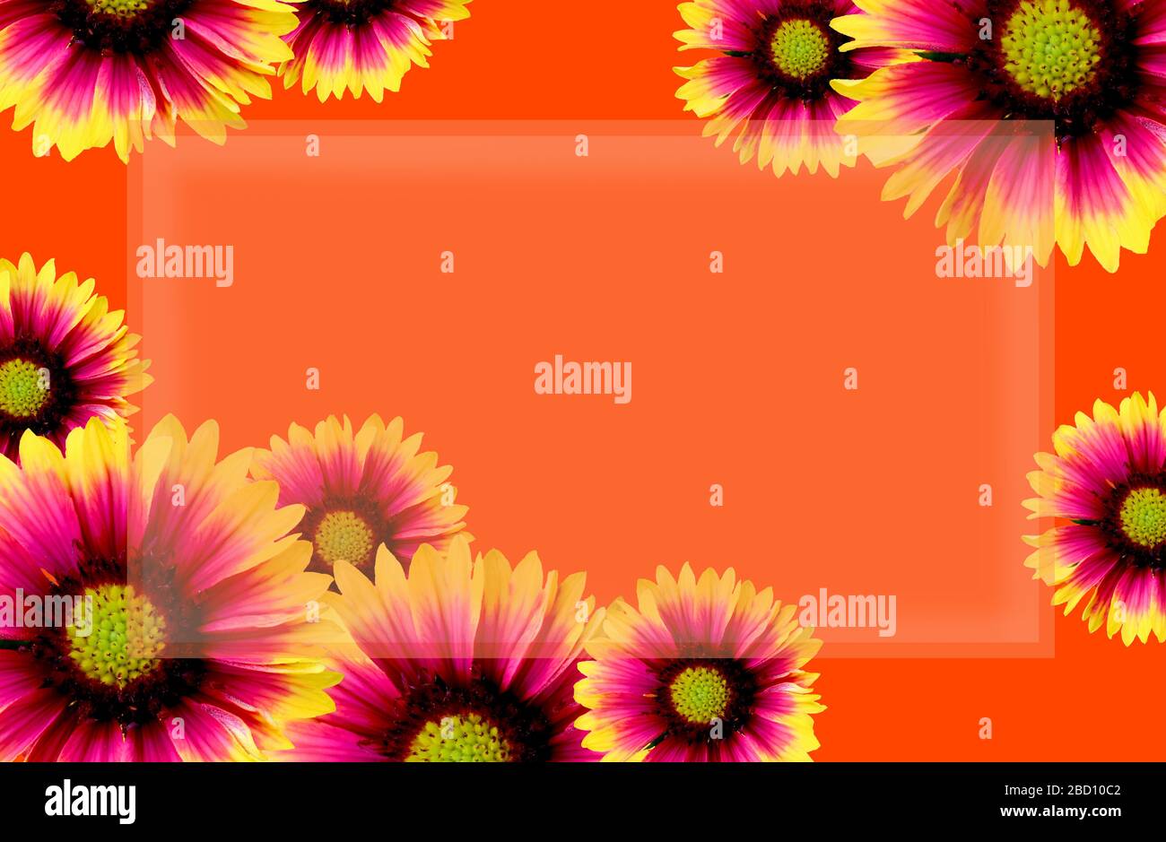 Vibrante coperta fiori cornice, giallo brillante e Gaillardias rosso su un colorato sfondo arancione. Copyspace centrale in arancione chiaro. Foto Stock