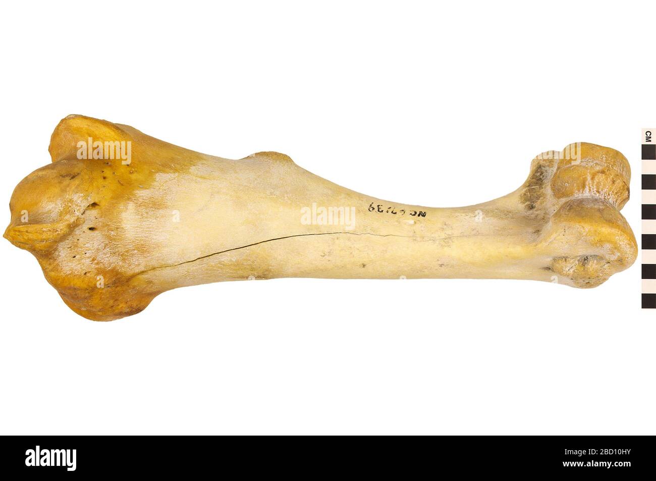 Cammello. EO 067139 HUM Camel Camelus 001.jpg Foto Stock