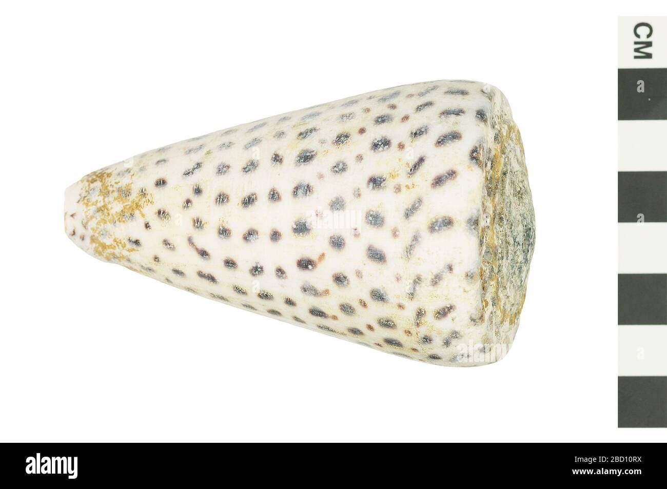 Lumaca conica. Questo oggetto fa parte della collezione Education and Outreach, alcuni dei quali si trovano nel centro di formazione scientifica Q?rius e sono disponibili per vedere.114 Gen 2020 EO 400466 Cone Snail Conus 001.CR2 Foto Stock