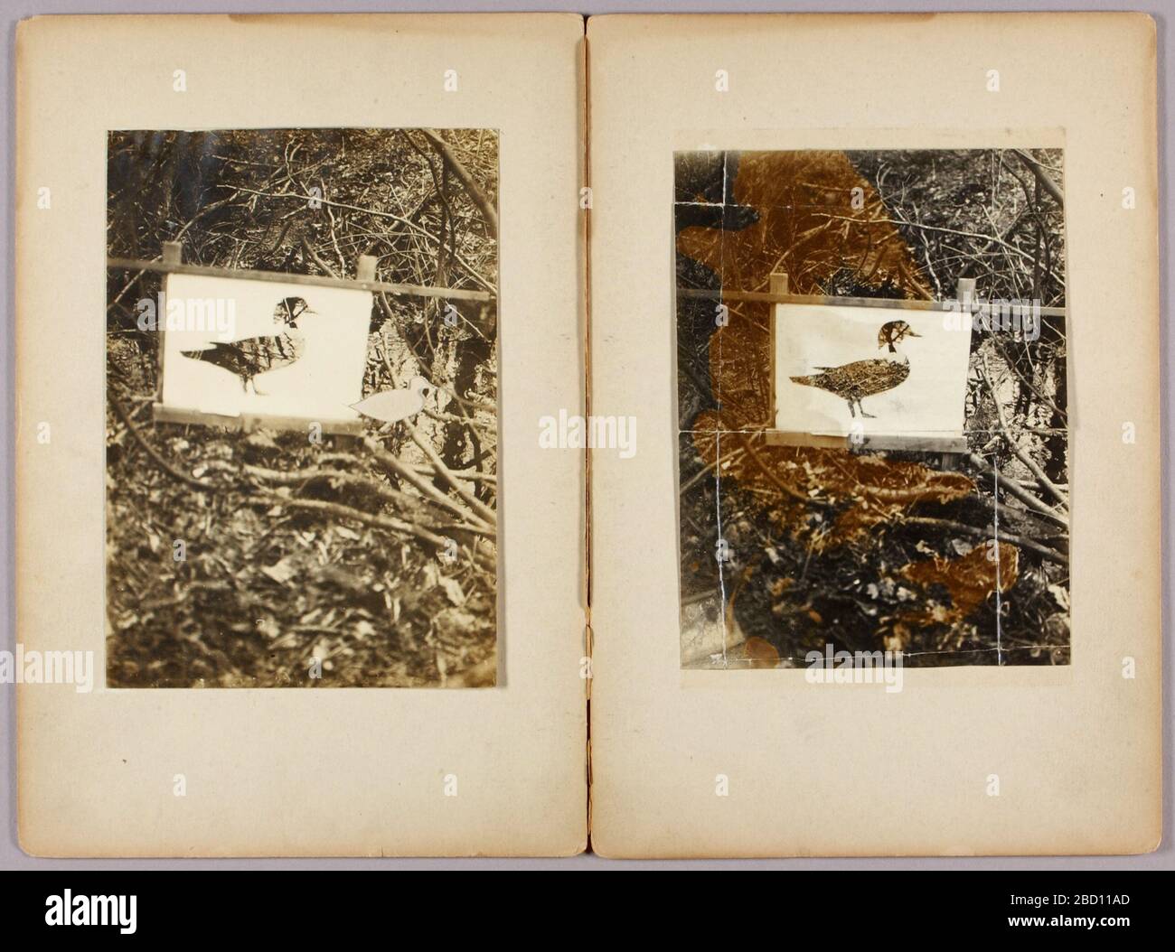 Cartella di studio Stencil Ducks per libro che nasconde la colorazione nel Regno animale. Foto Stock Cartella di studio Stencil Ducks per libro che nasconde la colorazione nel Regno animale. Foto Stock