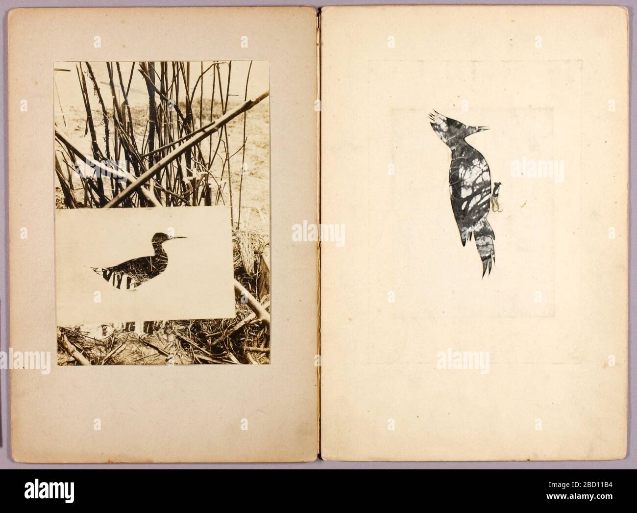 Cartella di studio Rail e Woodpecker per nascondere la colorazione del libro nel Regno animale. Foto Stock