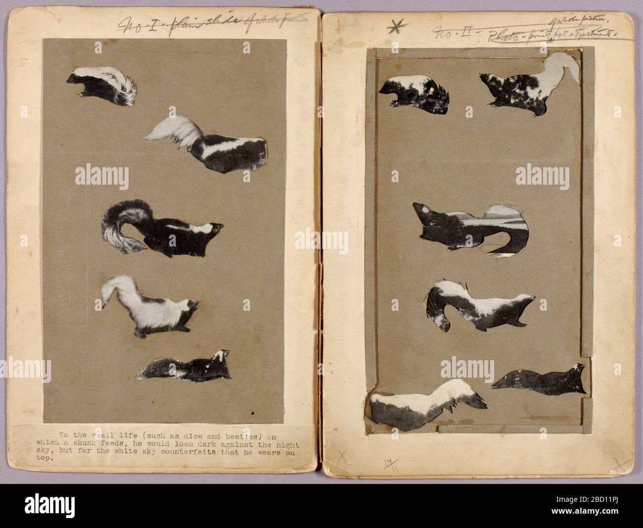 Cartella di studio Skunks per libro che nasconde la colorazione nel Regno animale. Foto Stock