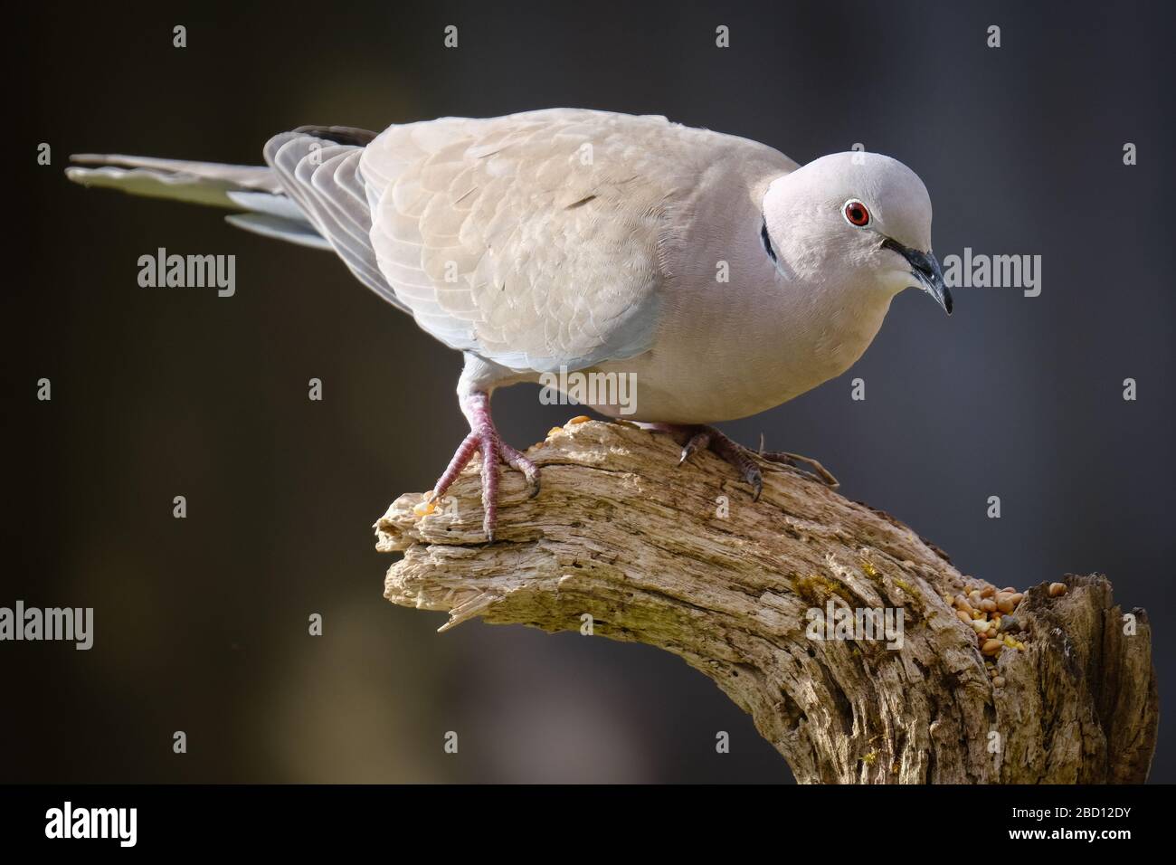 Colomba a collare (Streptopelia decaocto) Foto Stock