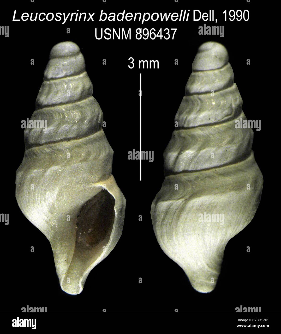 Leucosyrinx badenpowelli. 31 lug 20143402 Leucosyrinx badenpowelli Foto Stock