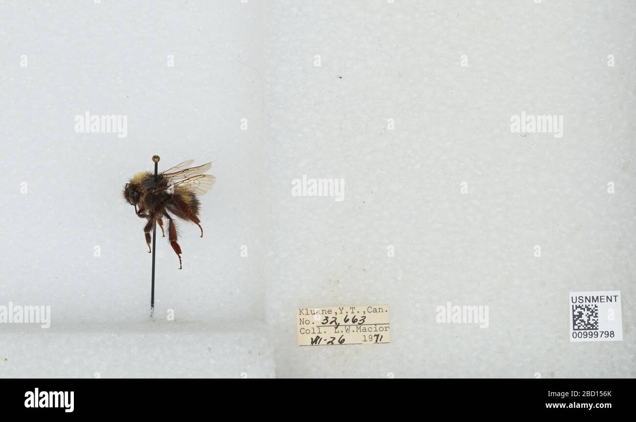 Bombus Bombus lucorum. Trascritta da volontari digitali No. 32,66317 Apr 20171 Bombus Bombus lucorum Foto Stock