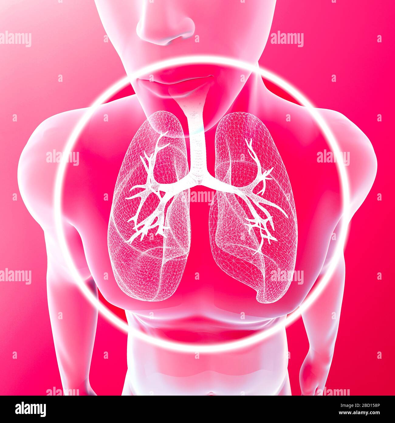 Vista radiografica del corpo umano dei polmoni e della trachea, infezione polmonare. Polmonite. Covid-19. Coronavirus. Problemi di fumo. rendering 3d Foto Stock