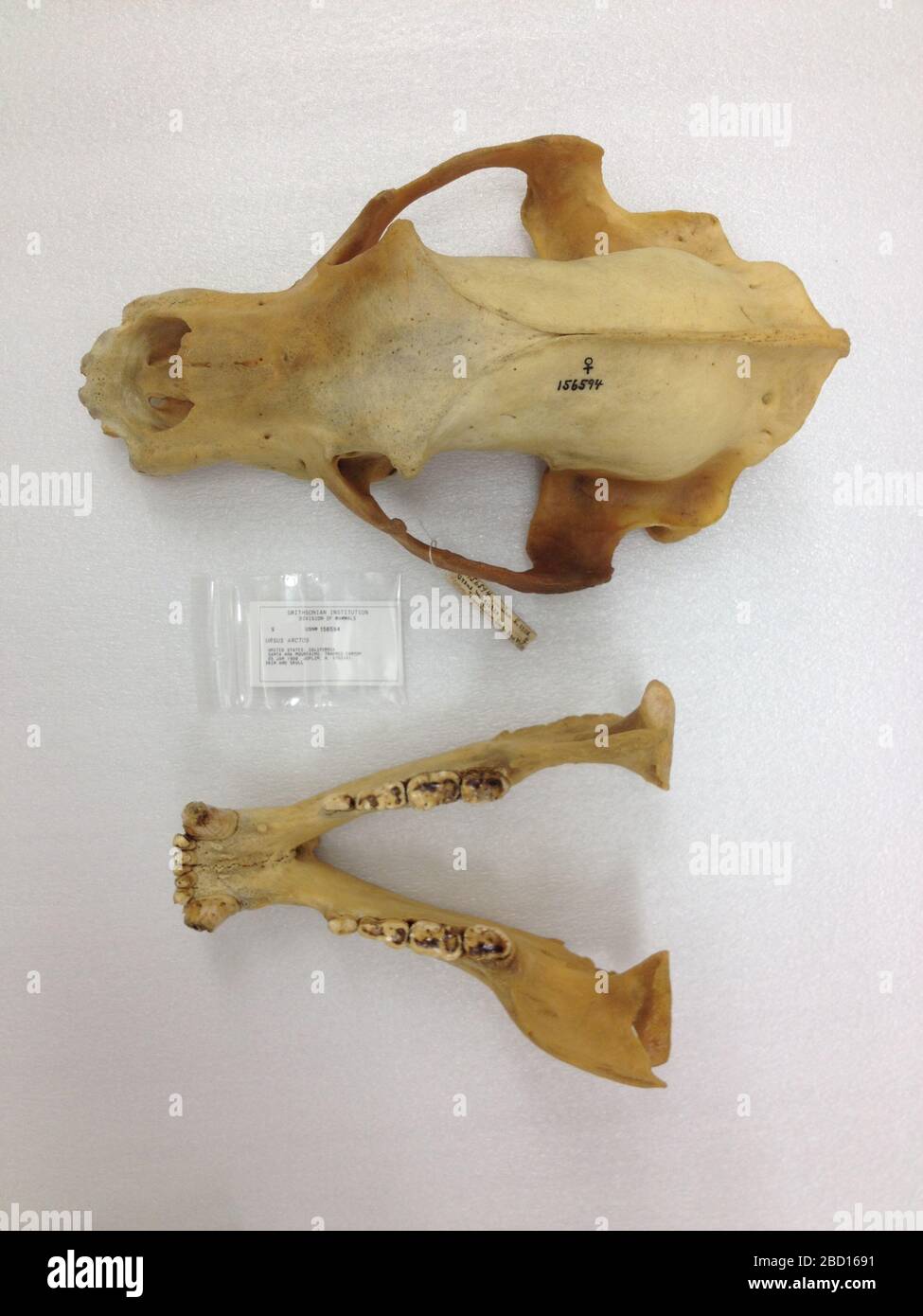 Ursus arctos. 22 maggio 20181 Ursus arctos Foto Stock