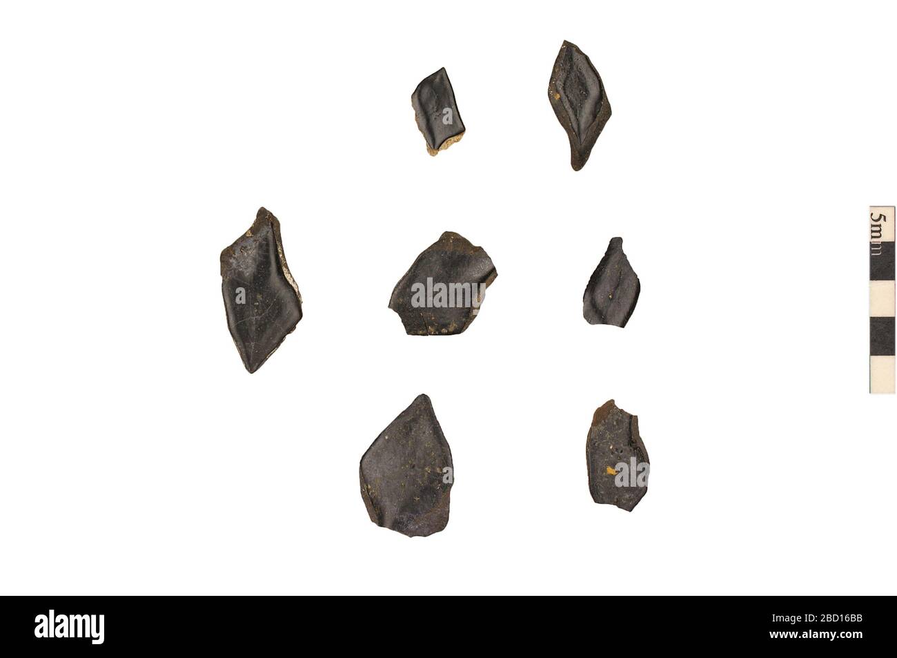 Gar. EO 401500 Gar Lepisosteidae 001.jpg Foto Stock