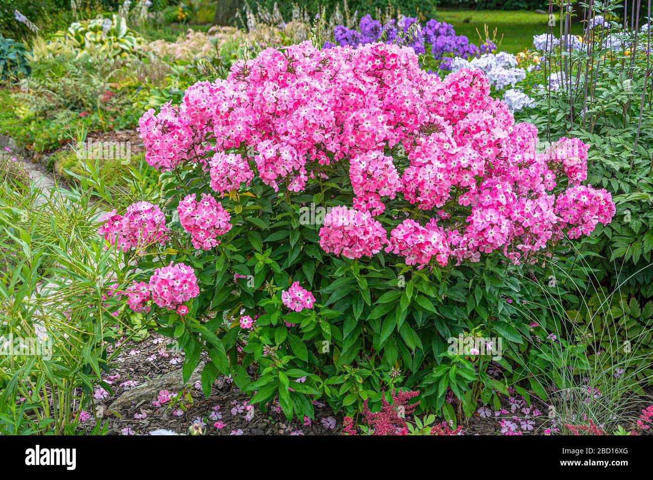 Lussureggianti cespugli Phlox, un angolo ben curato del giardino Foto Stock