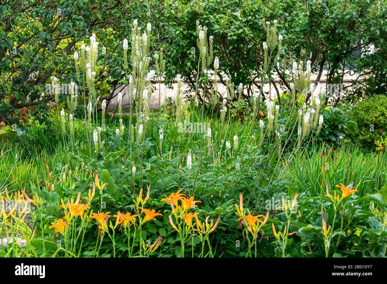 Arbusto fiorito Cimicifuga racemosa su uno sfondo di erbe e arbusti a fine estate Foto Stock