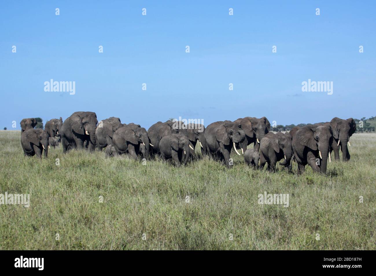 Africa, Tanzania, Parco Nazionale Serengeti un allevamento di elefanti Bush africani (Loxodonta africana) Foto Stock