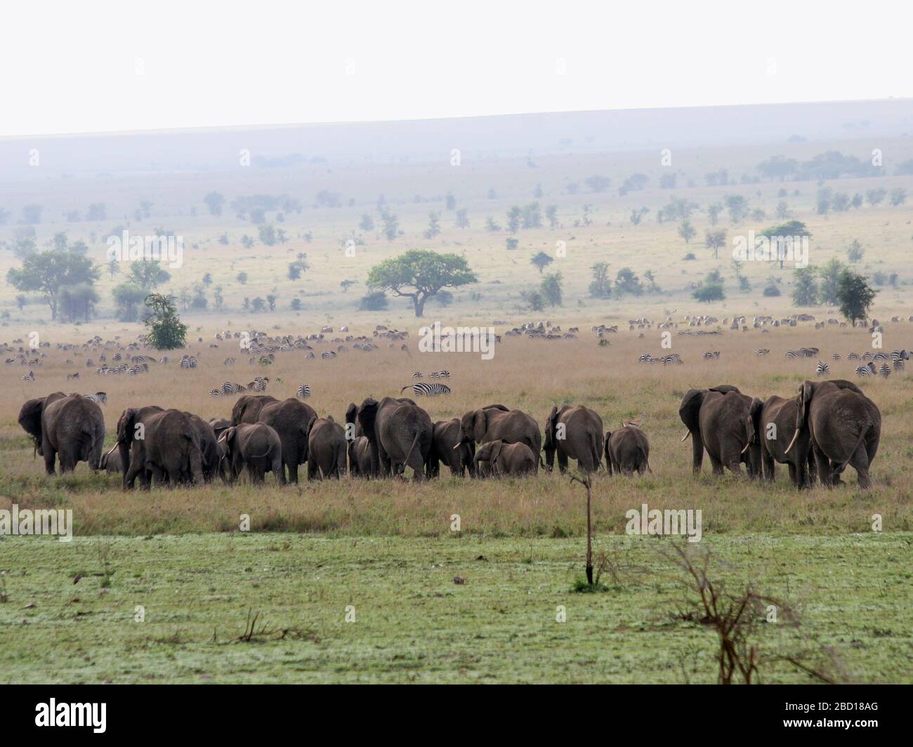 Africa, Tanzania, Parco Nazionale Serengeti un allevamento di elefanti Bush africani (Loxodonta africana) Foto Stock