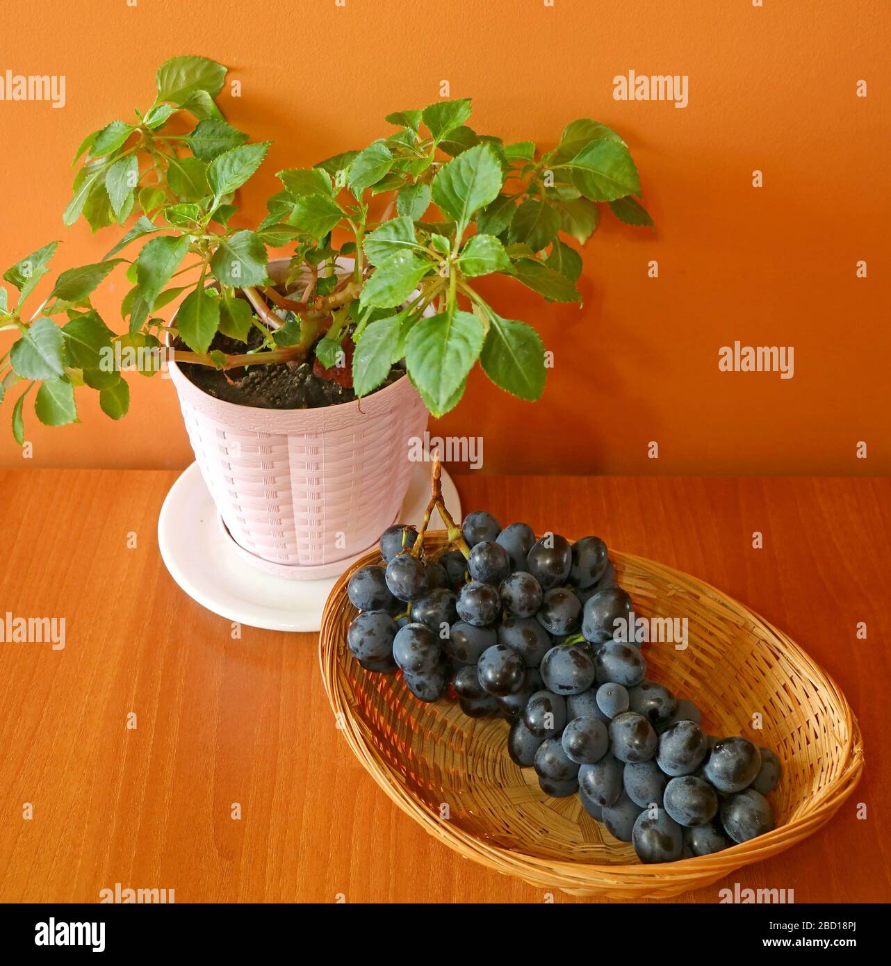 Cesto di uve blu mature con piantatrice bianca di piante Evergreen su tavola in legno e parete arancione Foto Stock