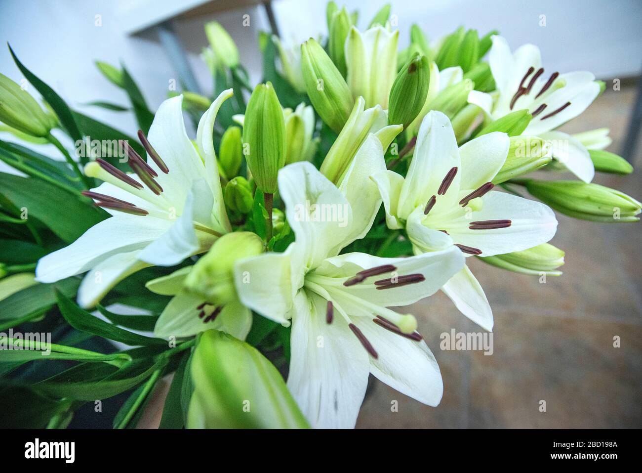 Mazzo di taglio dei fiori di Lily di Pasqua Foto Stock