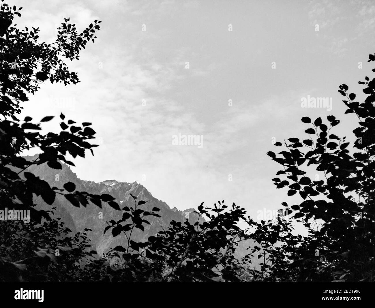 Un'immagine in bianco e nero delle cime di montagna visibili oltre le foglie dalle forme e un cielo dalle sottili nuvole Foto Stock