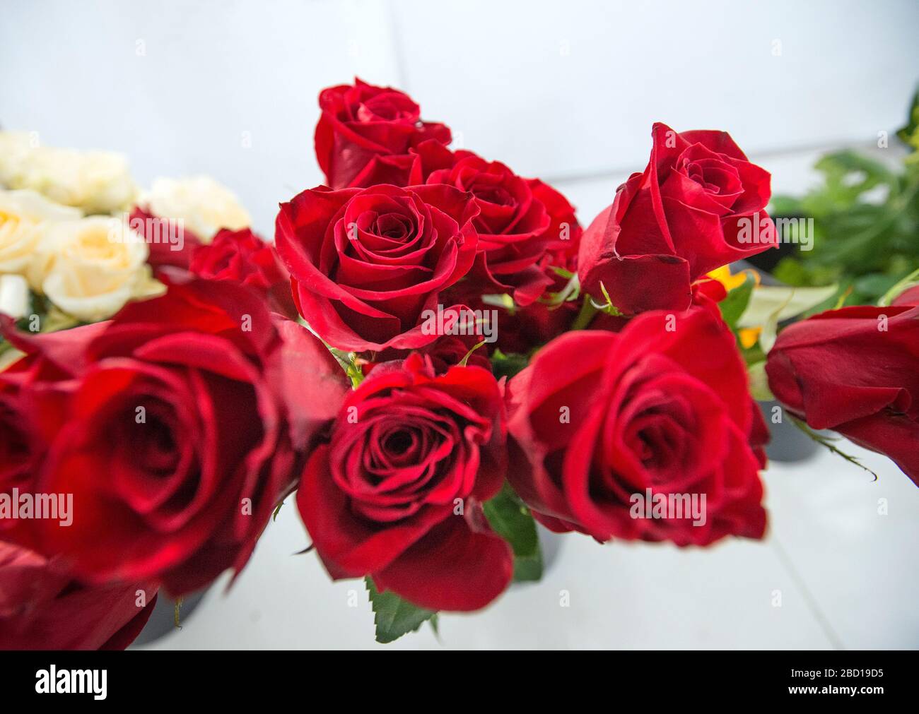 Fiori rossi e bianchi grappoli di rose Foto Stock