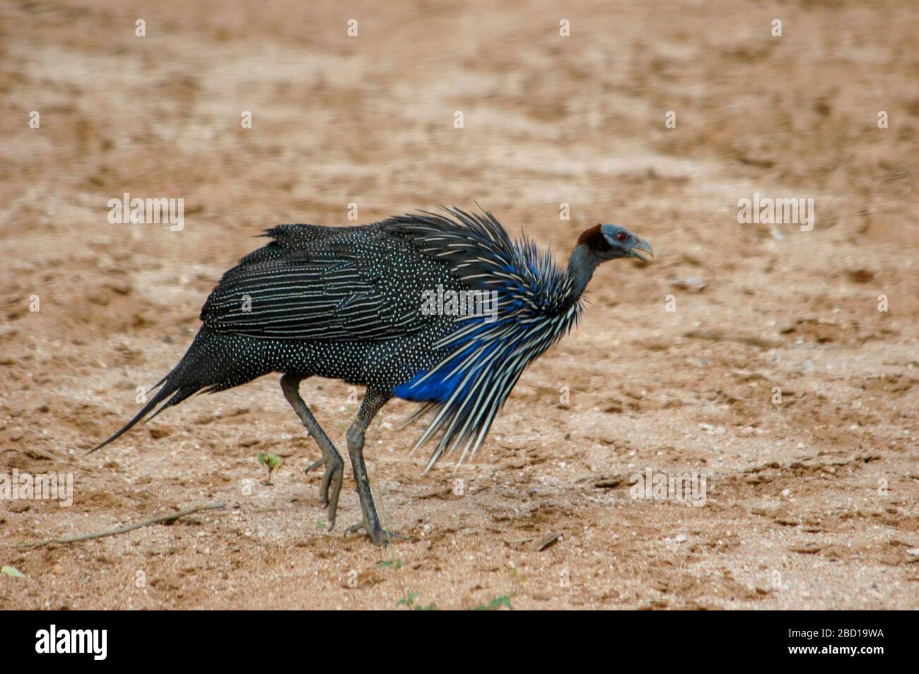 Vulturine le faraone (Acryllium vulturinum). Questo uccello è nativo per l'Africa orientale, dove abita scrub e canneto a bordo delle foreste. Esso ottenere Foto Stock