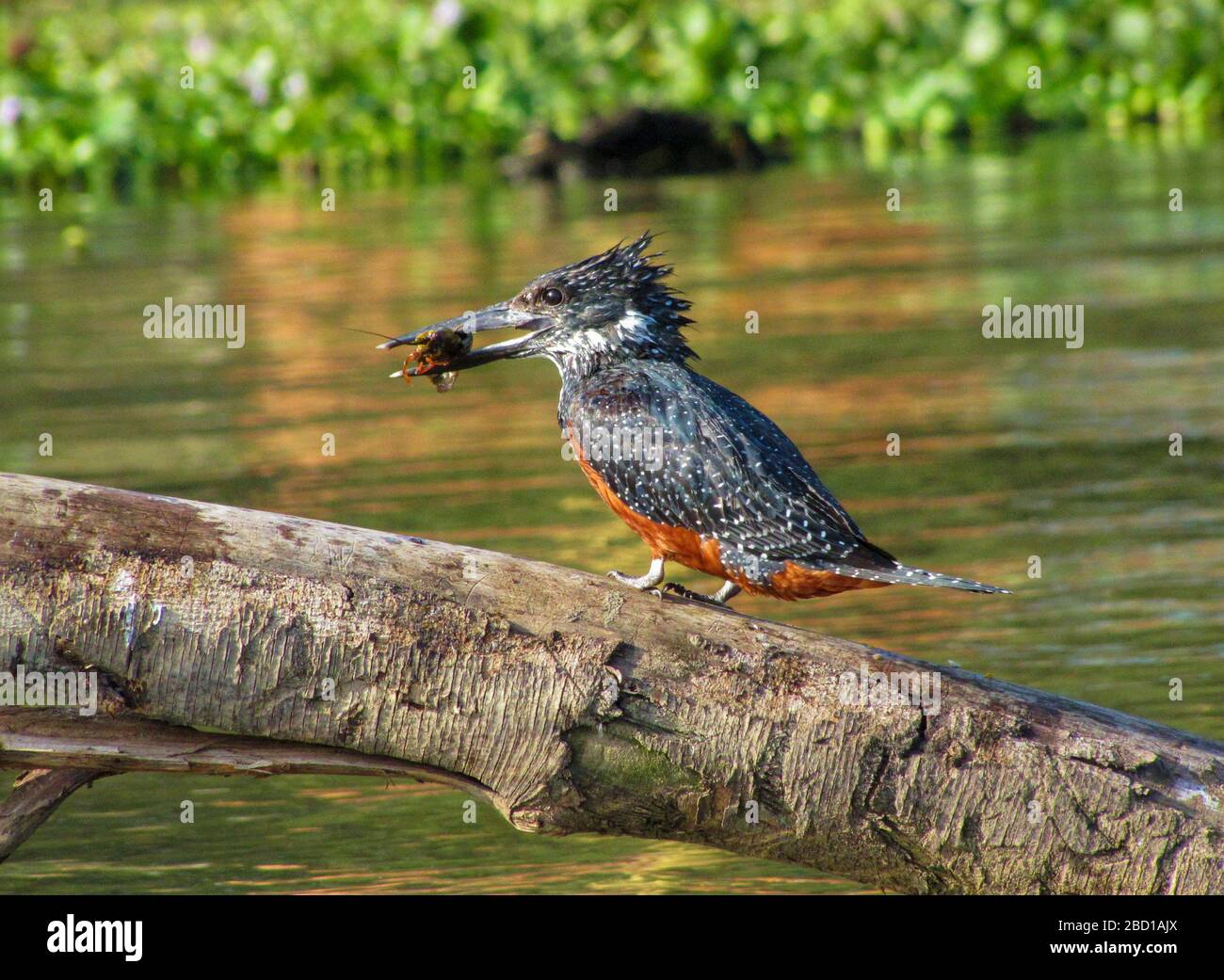 Kingfisher gigante (Megaceryle maxima) con preda nella sua grande fattura, Lago Manyara, Tanzania, Africa orientale. Foto Stock