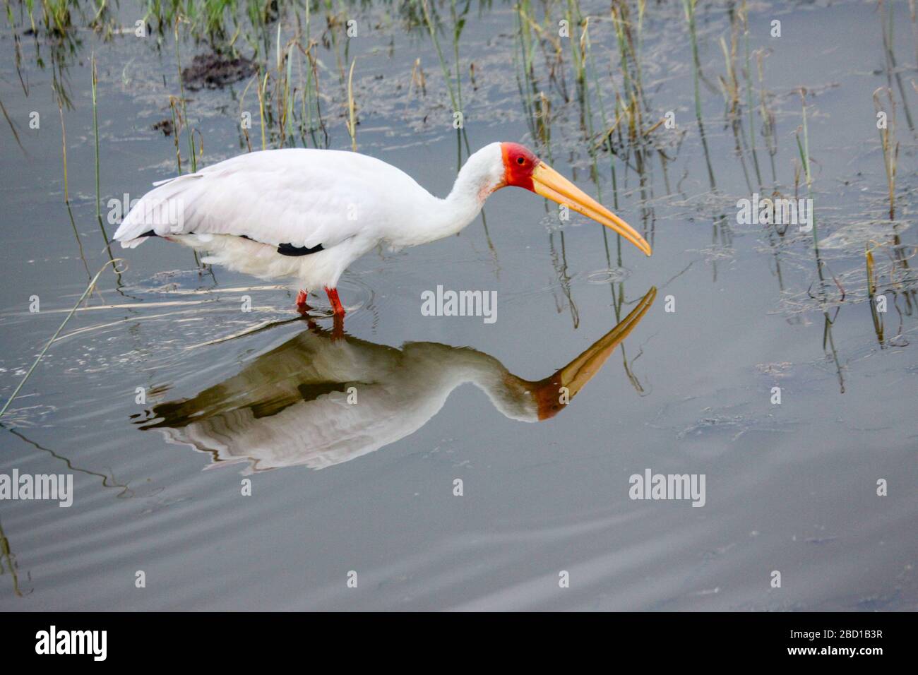 Giallo-fatturati stork (Mycteria ibis) alimentazione in un stagno poco profondo. Questi trampolieri foraggio spesso socialmente e utilizzare la tattica della pastorizia la loro preda speci Foto Stock