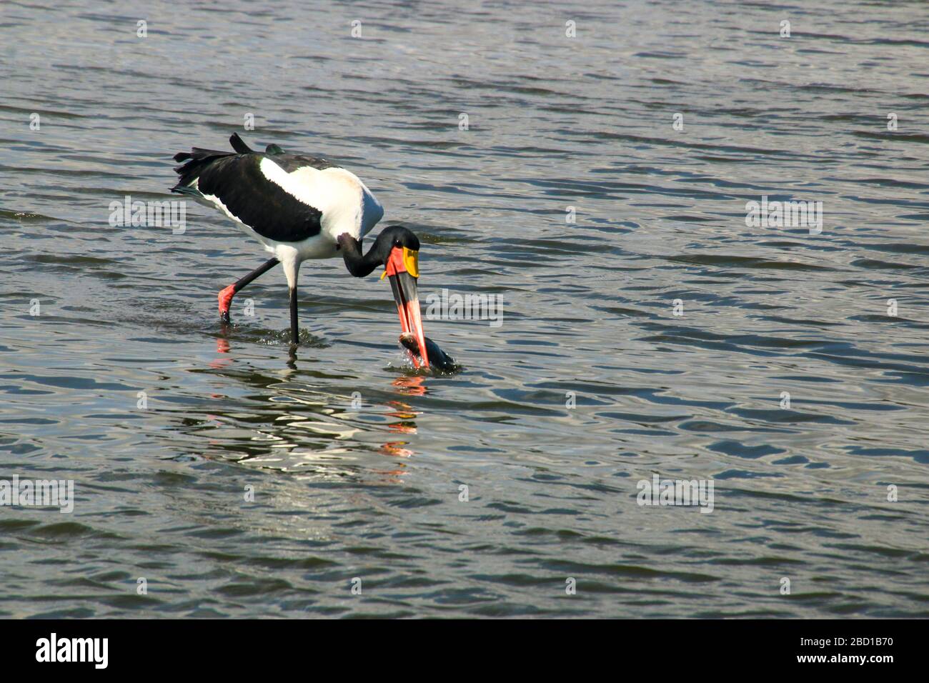 Due Stork a gabbietta (Ephippiorhynchus senegalensis) che guado in acqua. Fotografato al Parco Nazionale del Lago Manyara, Tanzania Foto Stock