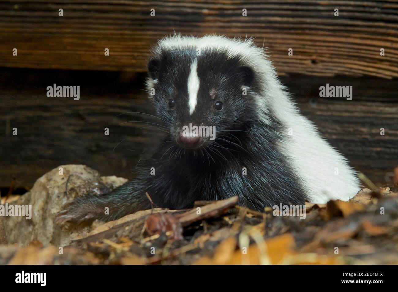 Skunk a righe. Clementine,Skunk,Striped Skunk,specie: Mefitis,genere: Mefitis,Famiglia: Mephitidae,Ordine: Carnivora,Classe: Mammalia,Phylum: Chordata,Regno: Animalia,SMH,Small Mammal House,femmina Striped Skunk Foto Stock