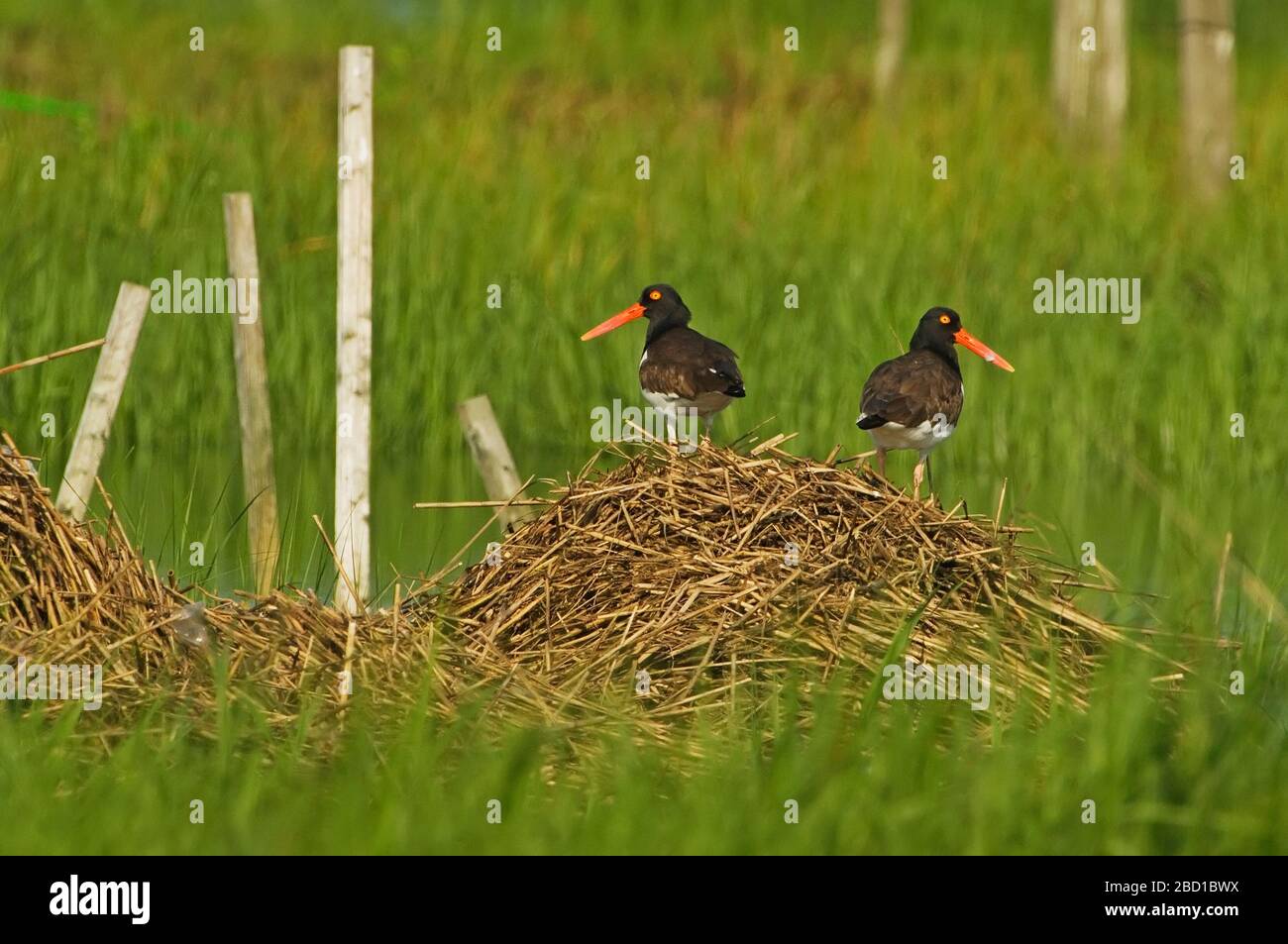 Mate4d Coppia di ostriche americane Foto Stock