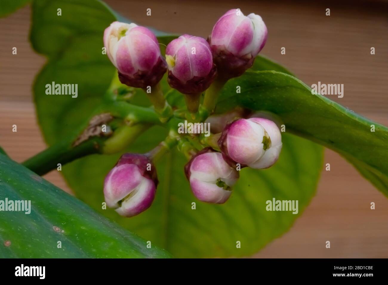 Fiori di limone macro Foto Stock