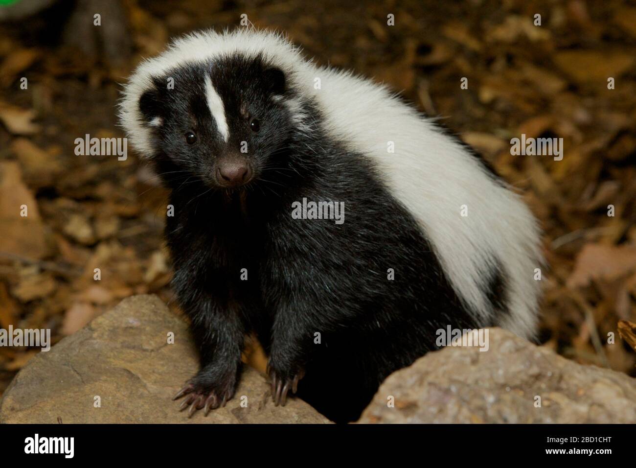 Skunk a righe. Clementine,Skunk,Striped Skunk,specie: Mefitis,genere: Mefitis,Famiglia: Mephitidae,Ordine: Carnivora,Classe: Mammalia,Phylum: Chordata,Regno: Animalia,SMH,Small Mammal House,femmina Striped Skunk Foto Stock