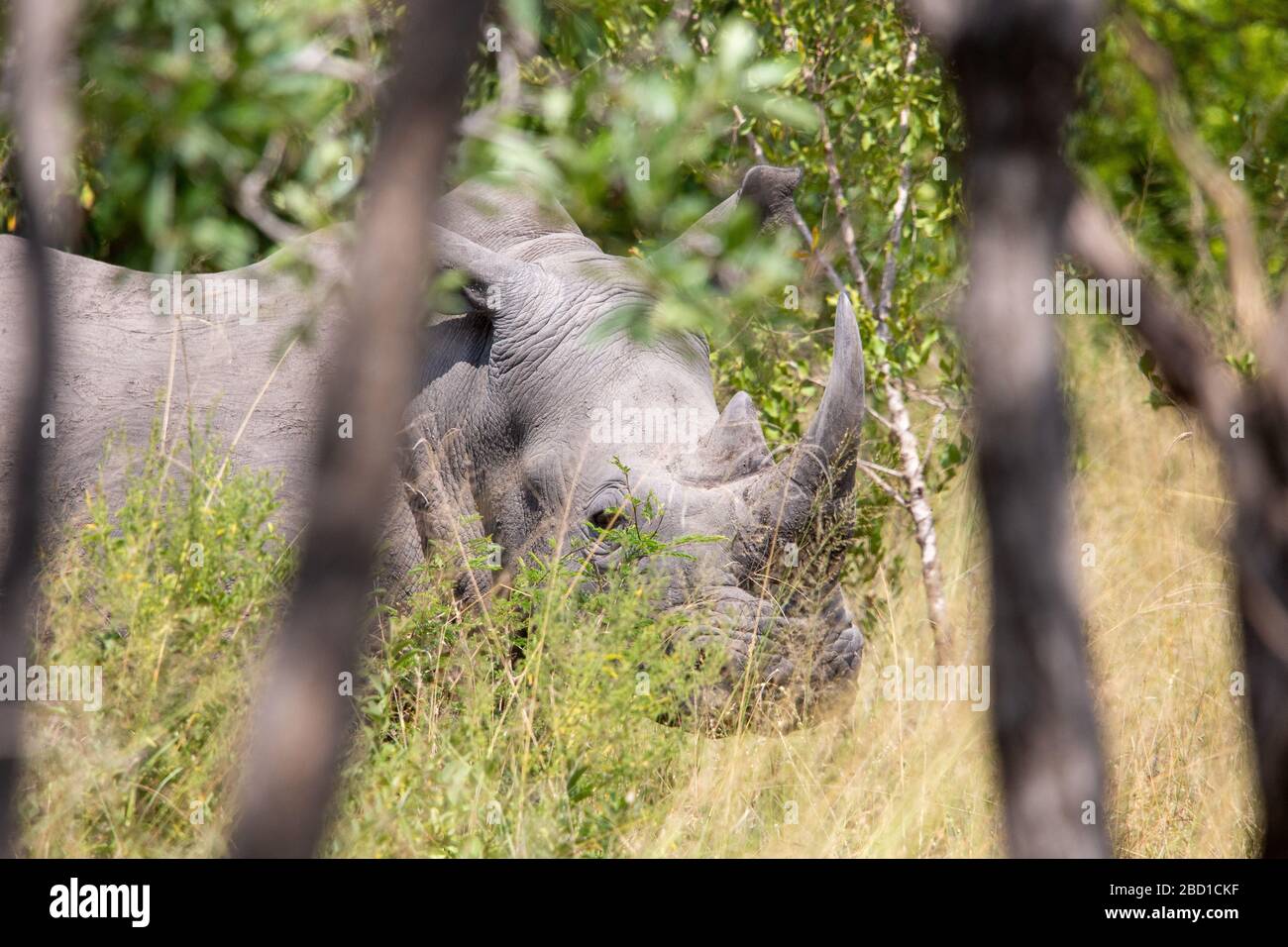 Rhino Foto Stock Rhino Foto Stock