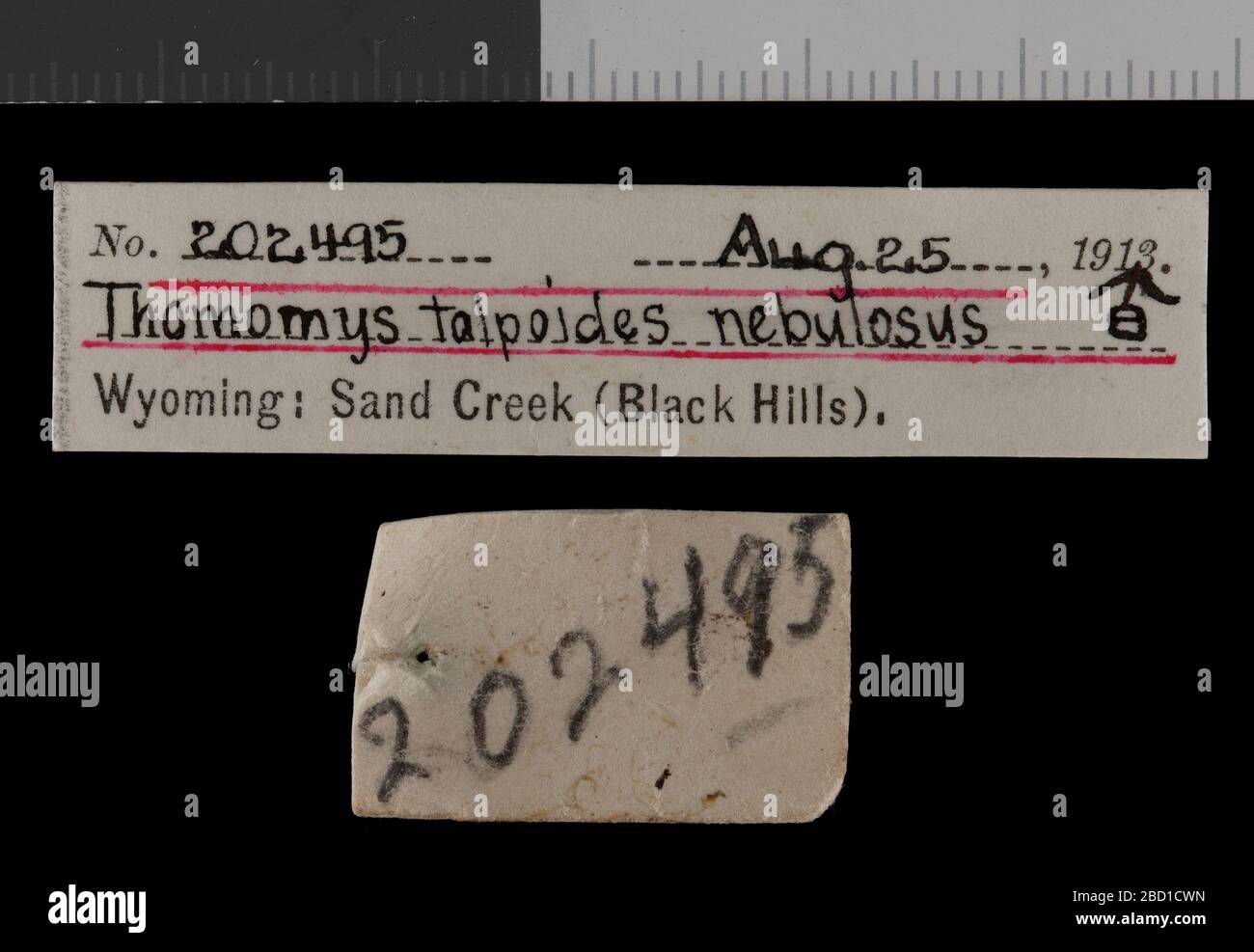 Thomomys talpoides nebulosus Bailey 1914. 3 giu 20151 Thomomys talpoides nebulosus Bailey 1914 Foto Stock