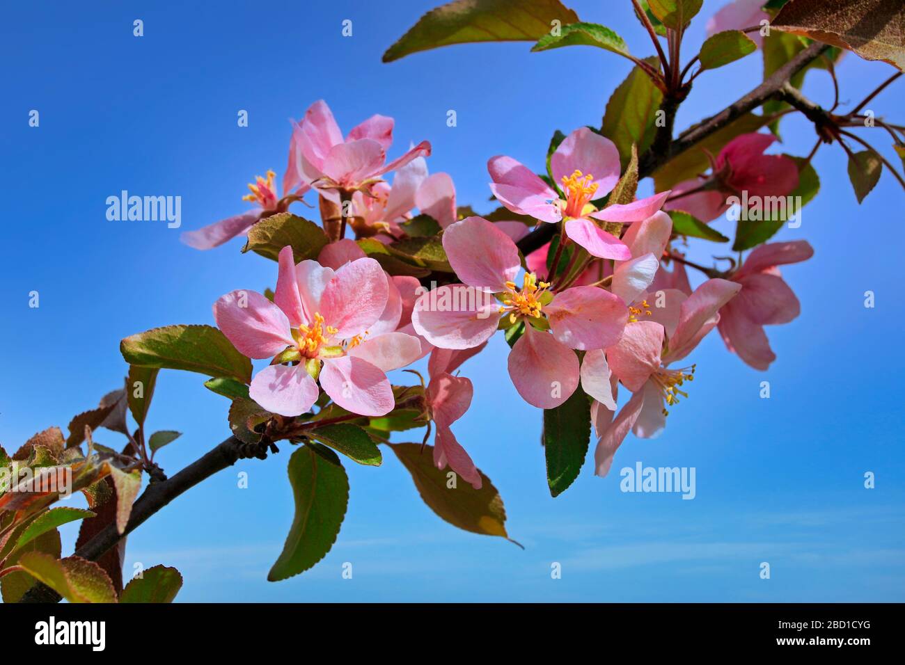 Bella rosa ornamentale Apple albero fiori vicino contro il cielo blu in primavera. Foto Stock