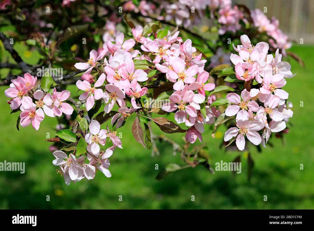 Bella rosa ornamentale Apple albero fiori in giardino in un giorno di sole della primavera. Foto Stock