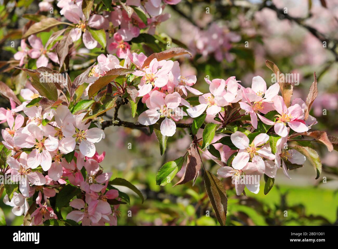 Bella rosa ornamentale Apple albero fiori in un bel giorno di primavera. Foto Stock