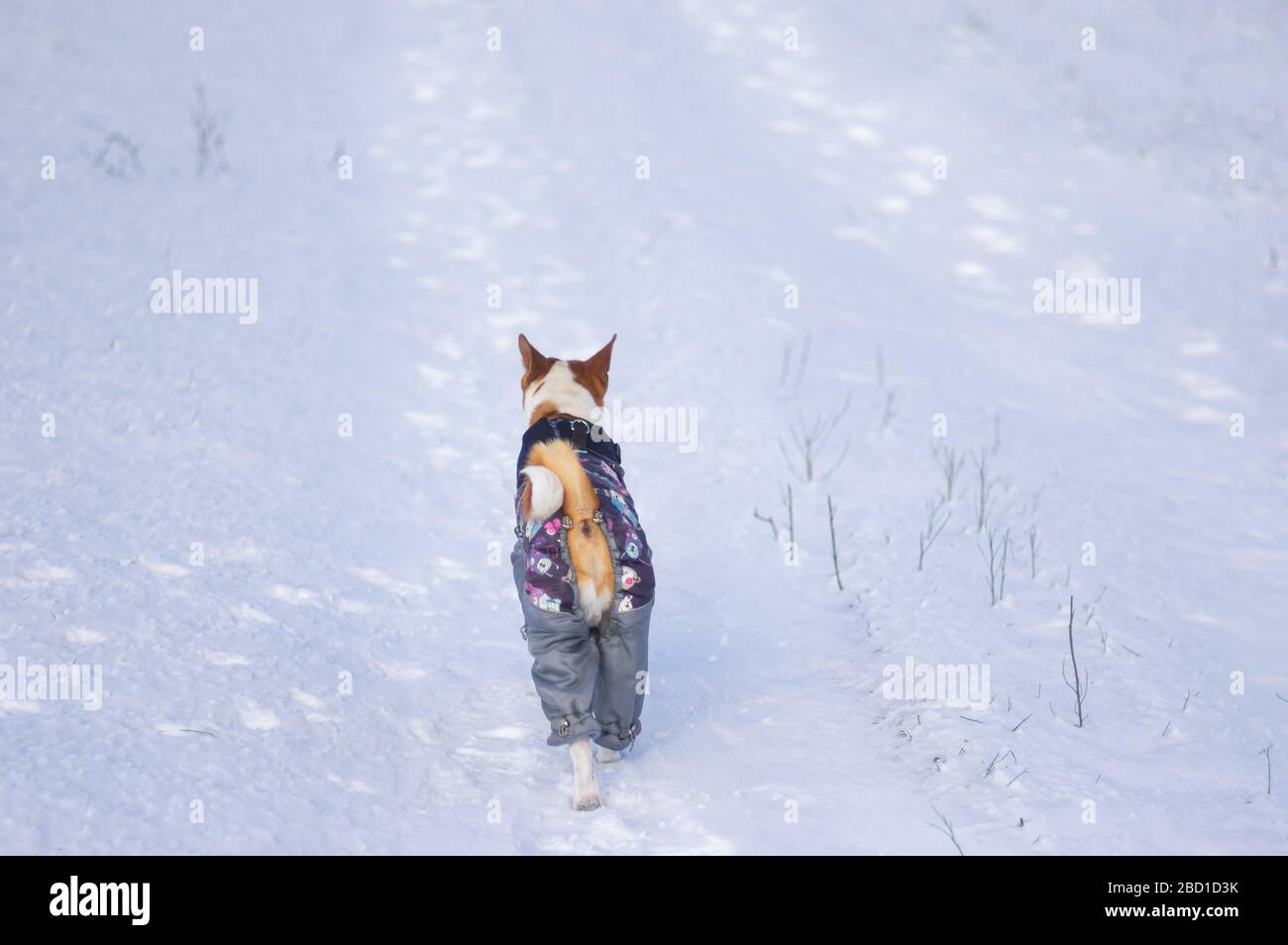 Basenji cane indossare cappotto camminare solitario su una strada coperta di neve durante la stagione invernale Foto Stock