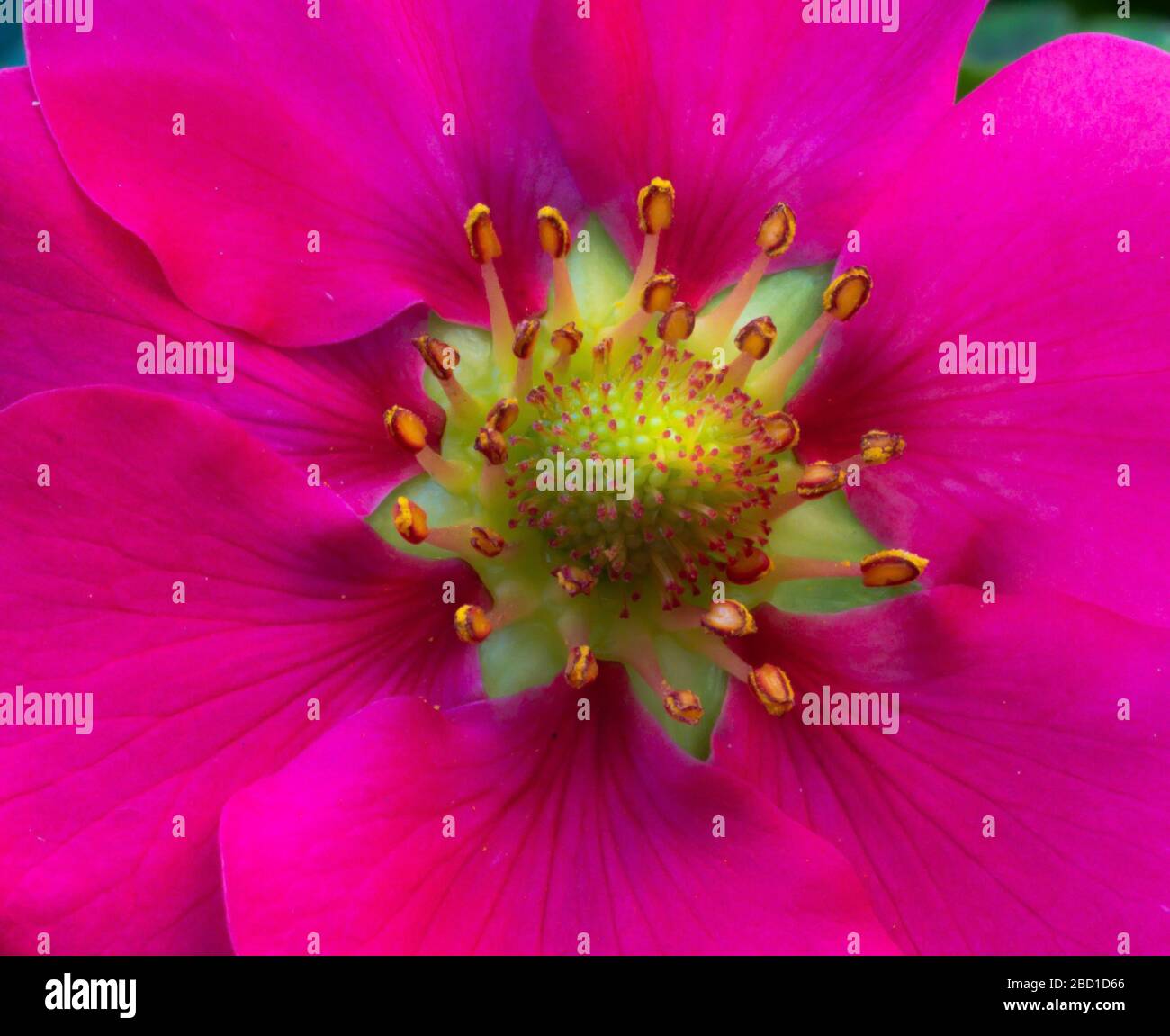 Fragola macro di fiori Foto Stock