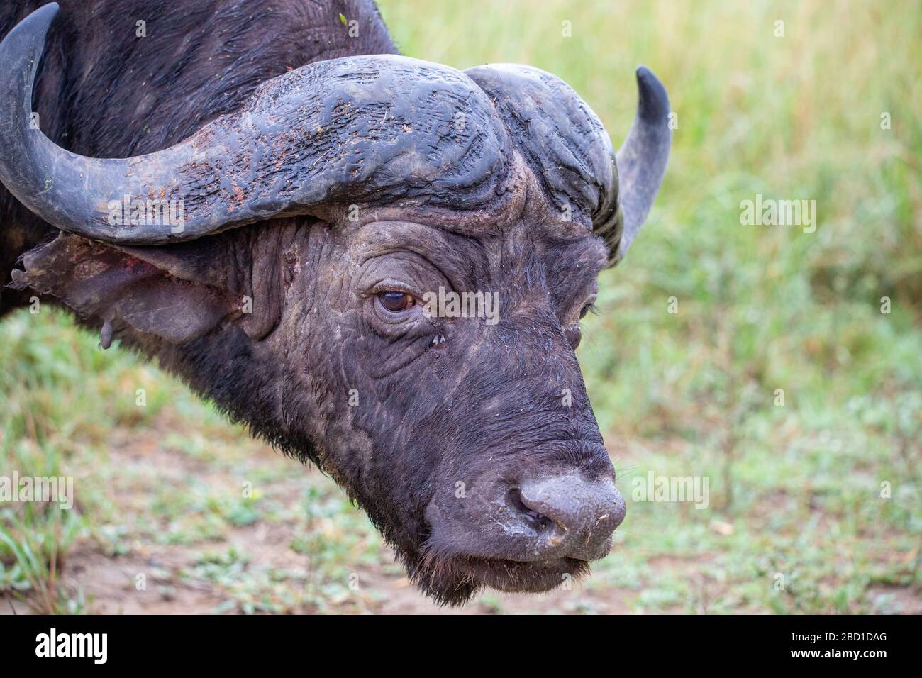 Bufalo africano Foto Stock