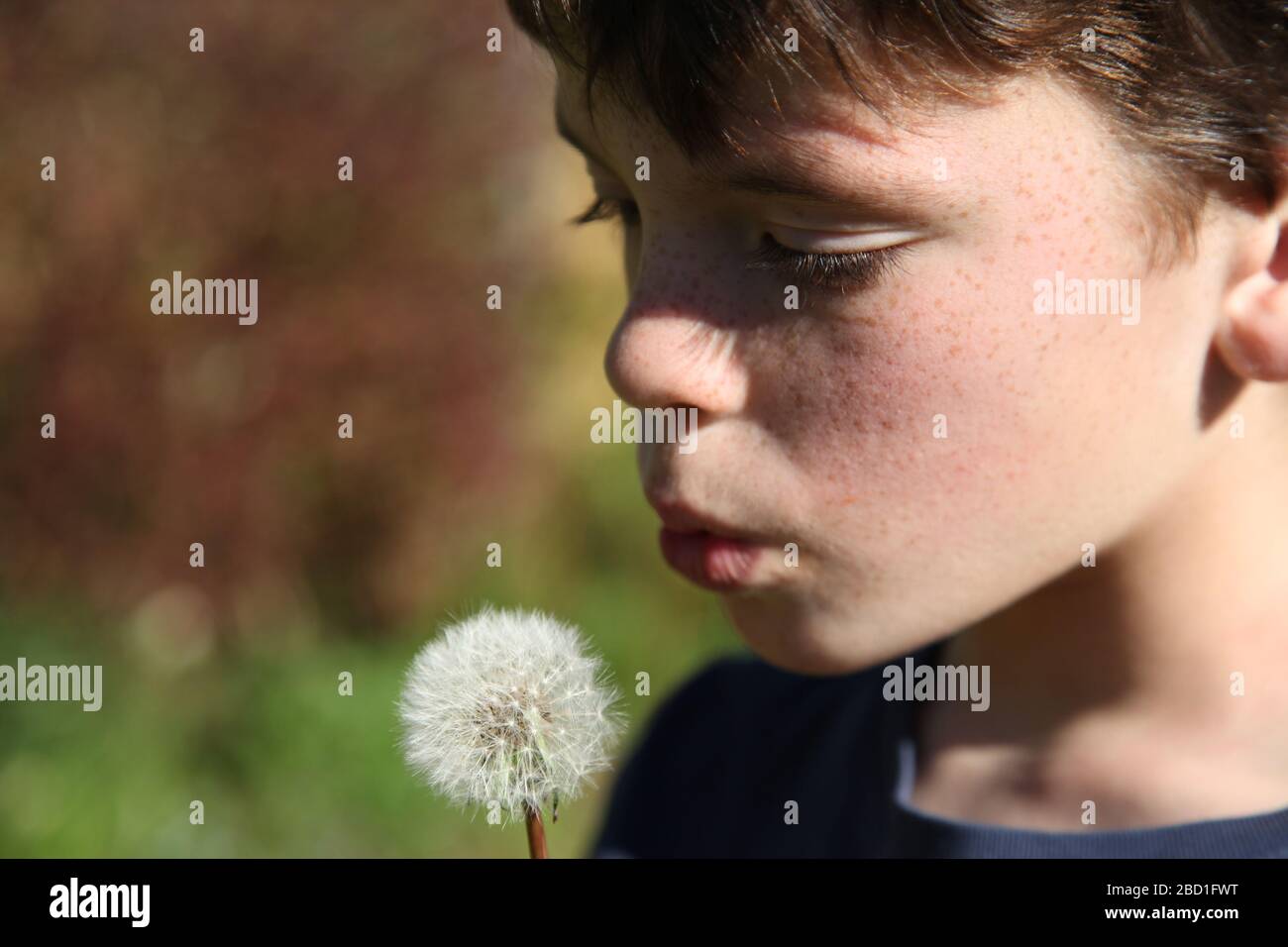 Un giovane ragazzo, di 9 anni, soffia su un dente di leone 'Taraxacum' paracadute palla in un giardino britannico di giorno, primavera 2020 Foto Stock