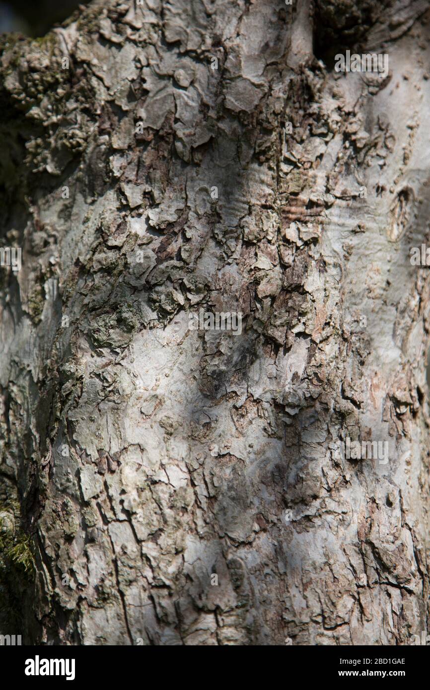 abbaiano gli alberi con il sole Foto Stock