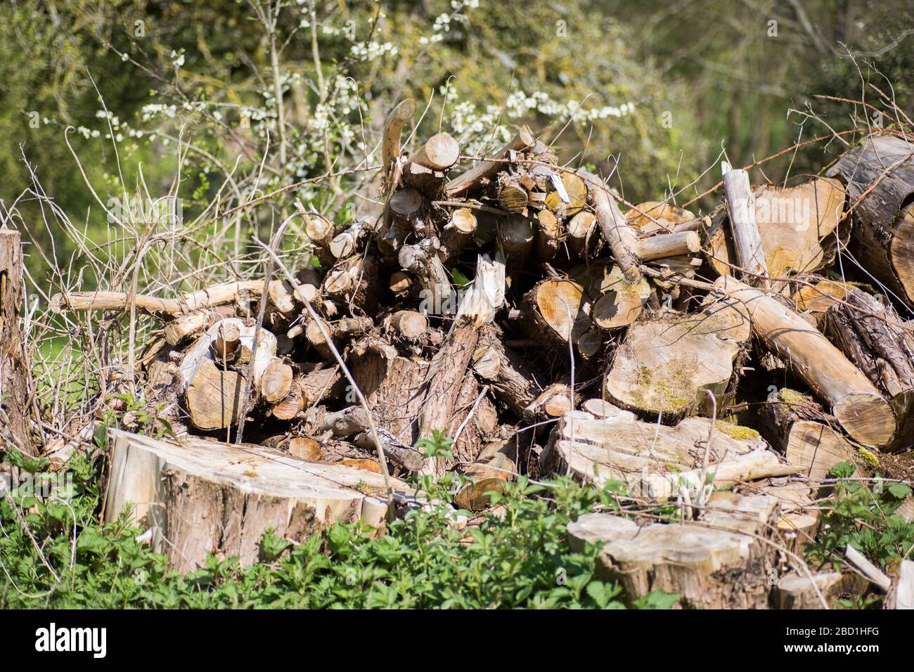 pali di ceppo da albero caduto dopo la tempesta Foto Stock