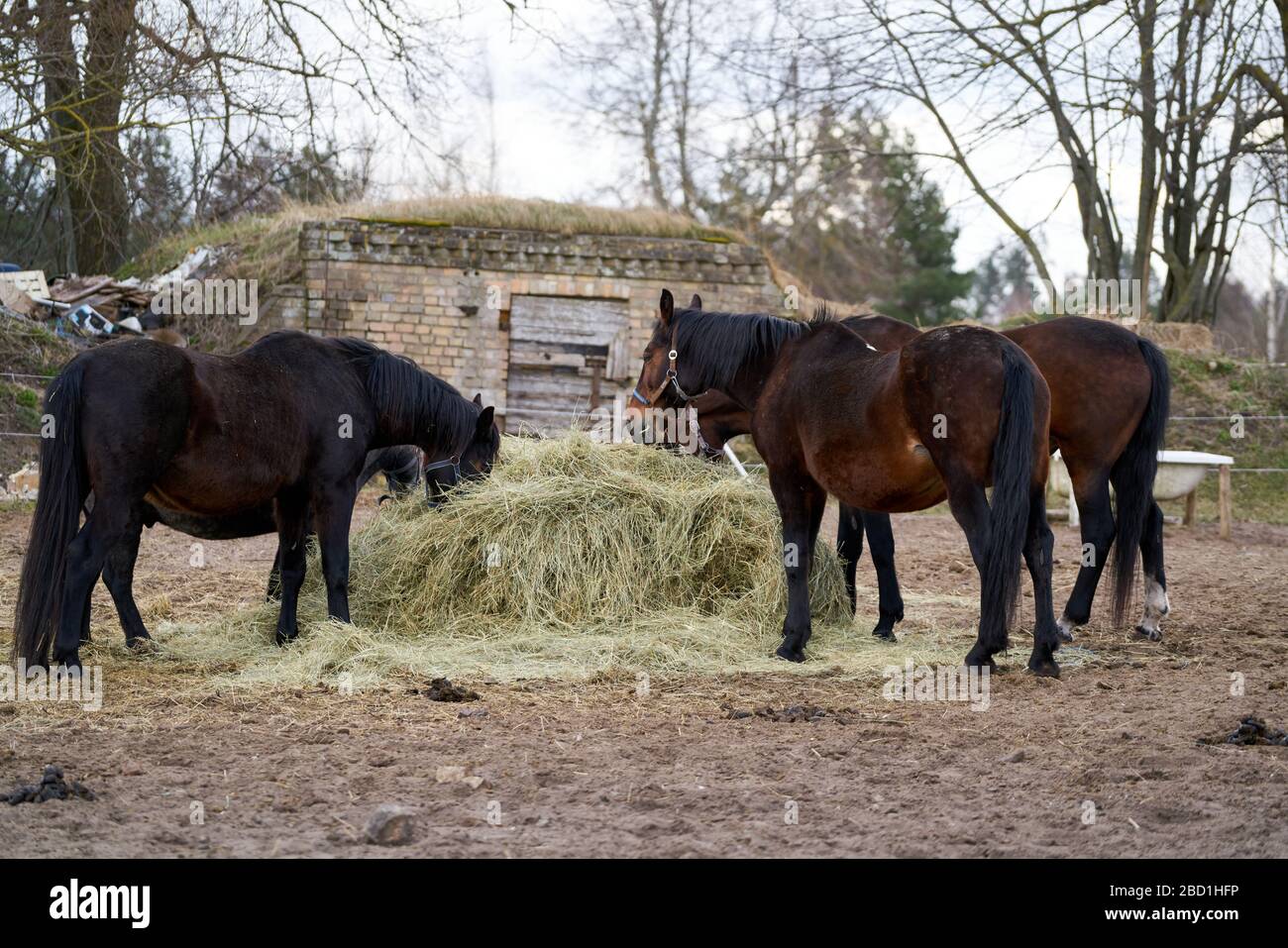 Cavalli neri e marroni che mangiano fieno. Foto Stock