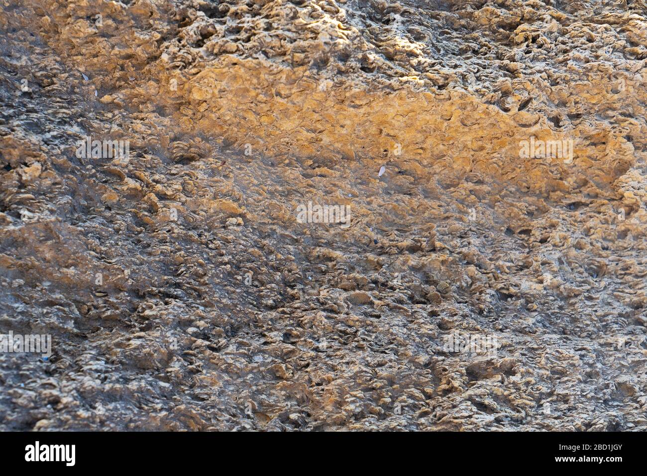 Struttura di roccia naturale conchiglia di roccia rocciosa, struttura di vita marina con calcare e tracce di erosione e ossido. Foto Stock