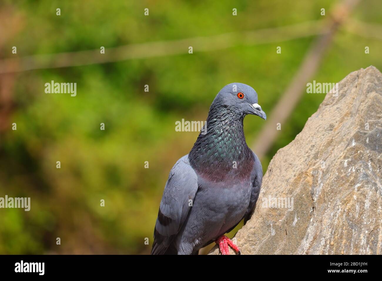 pigeon colomba uccello in piedi sulla roccia Foto Stock