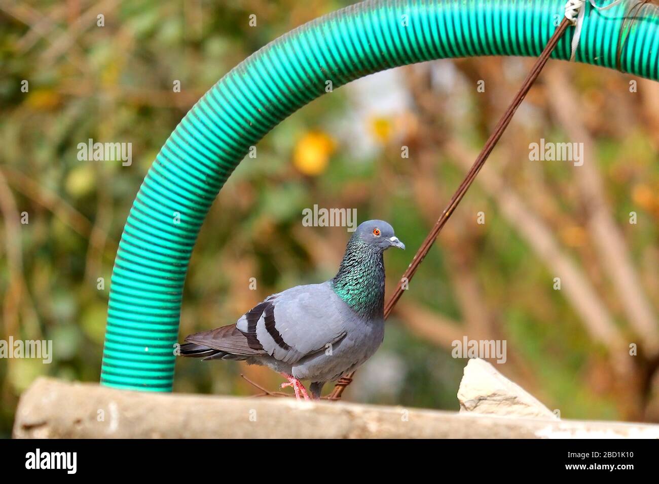Piccione domestico che cammina sulla superficie in estate Foto Stock