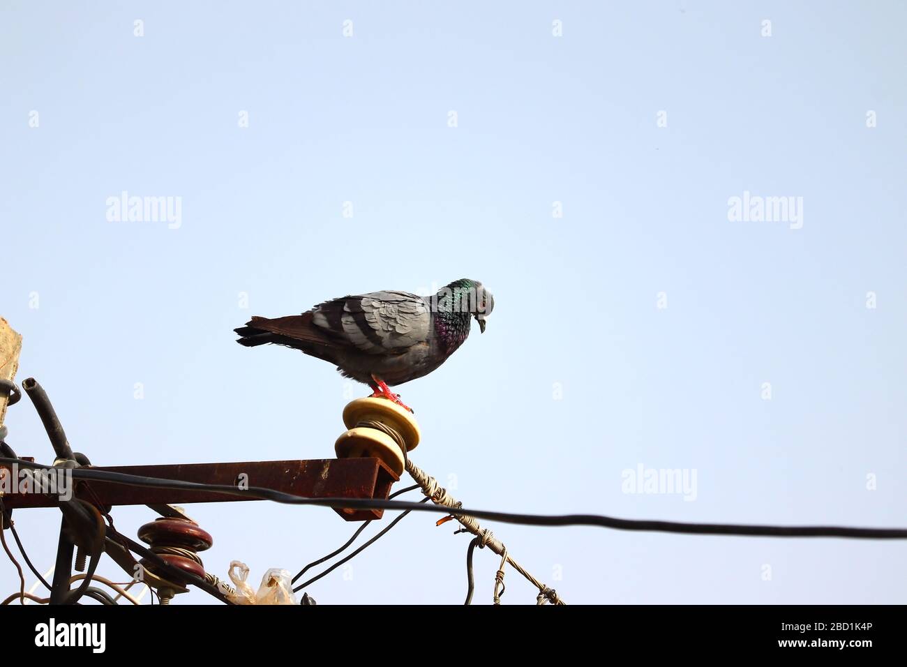 pigeon uccello in piedi sul palo di energia elettrica in serata Foto Stock