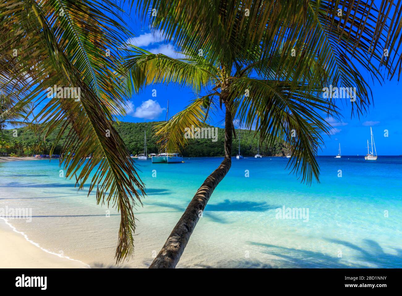 Splendida Saltwhistle Bay, yacht, spiaggia di sabbia bianca, mare blu, palme sovrastanti, Mayreau, Grenadine, St. Vincent e Grenadine, Caraibi Foto Stock