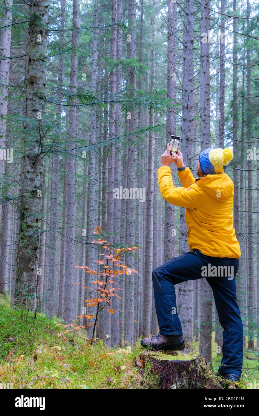 Uomo che fotografa alberi con cellulare, Riserva di Somadida, Dolomiti, Auronzo di Cadore, Veneto, Italia, Europa Foto Stock